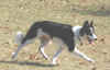 toss13 - in motion.JPG (265146 bytes)