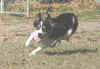 toss5 - running.JPG (92768 bytes)